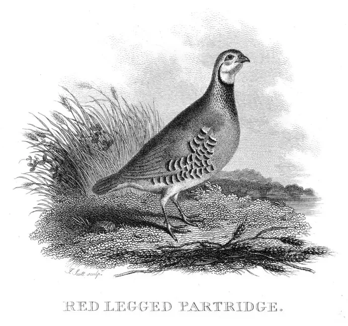 Framed Print : Red legged Partridge engraving 1802 Framed Print : Red legged Partridge engraving 1802