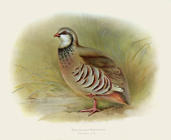 Red-legged partridge illustration 1900