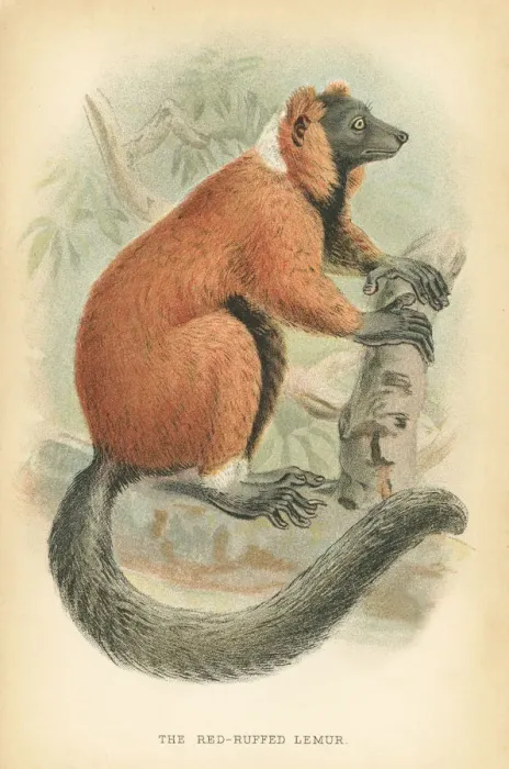 Framed Print : Red lemur primate 1894 Framed Print : Red lemur primate 1894