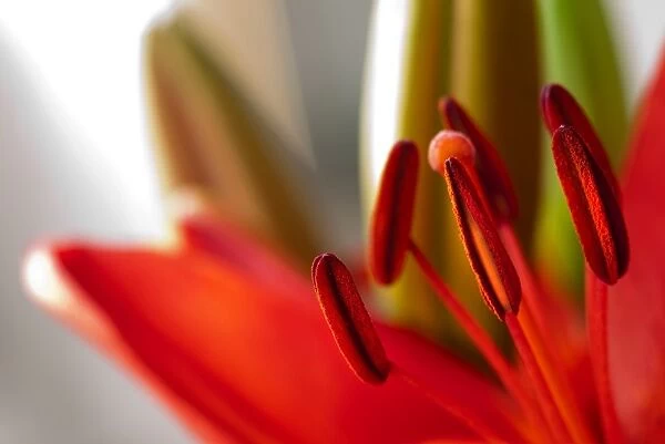 Red Lily. A macro photo of a brilliant red lily, showing its pistil