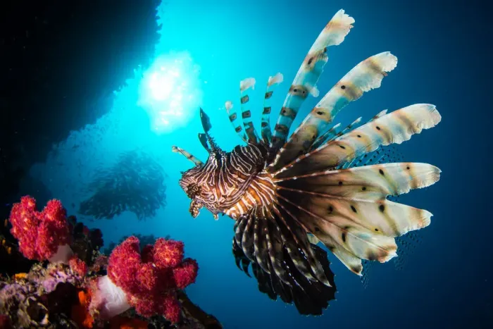 Framed Print : Red Lionfish (Pterois volitans) swims in a reef Framed Print : Red Lionfish (Pterois volitans) swims in a reef