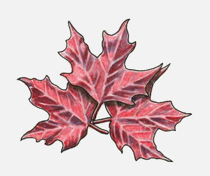 Framed Print : Three red maple leaves Framed Print : Three red maple leaves