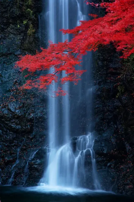 Framed Print : Red maple at Minoo Waterfall Framed Print : Red maple at Minoo Waterfall