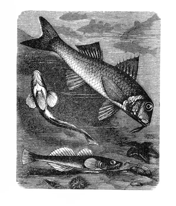 Framed Print : The red mullet (Mullus barbatus) and black goby (Gobius niger) Framed Print : The red mullet (Mullus barbatus) and black goby (Gobius niger)