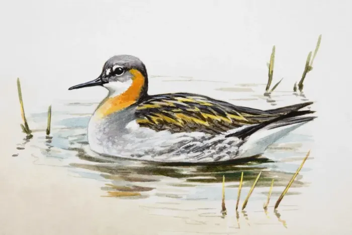 Framed Print : Red-necked phalarope (Phalaropus lobatus) in the water, side view Framed Print : Red-necked phalarope (Phalaropus lobatus) in the water, side view