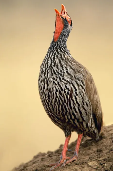 Framed Print : Red-necked Spurfowl, Tarangire NP, Tanzania Framed Print : Red-necked Spurfowl, Tarangire NP, Tanzania