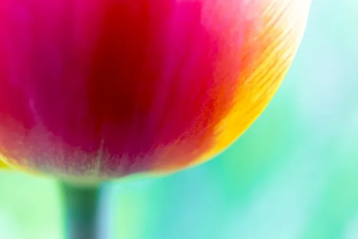 Framed Print : Red-orange tulip -Tulipa-, detail