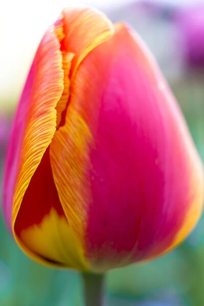 Red-orange tulip -Tulipa-, flower