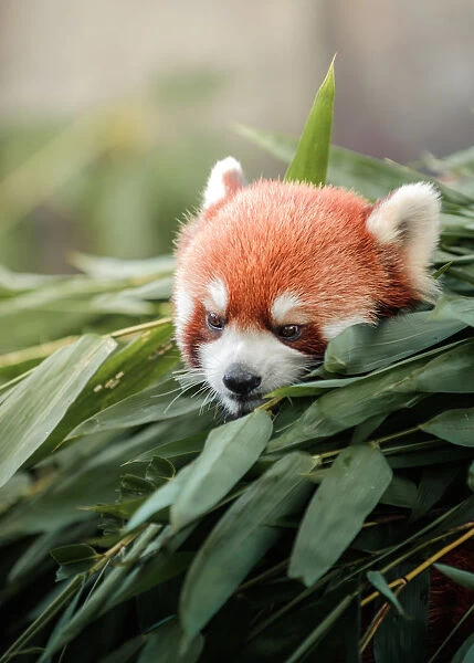 Red panda. Close up of red panda in bamboo grove