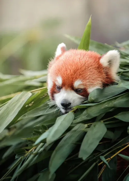 Framed Print : Red panda. Close up of red panda in bamboo grove Framed Print : Red panda. Close up of red panda in bamboo grove