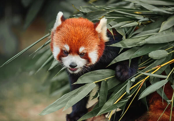 Red panda in bamboo grove