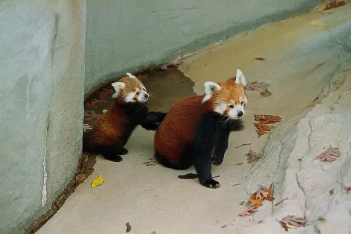 Framed Print : Red Panda Climbing His Mothers Back Framed Print : Red Panda Climbing His Mothers Back