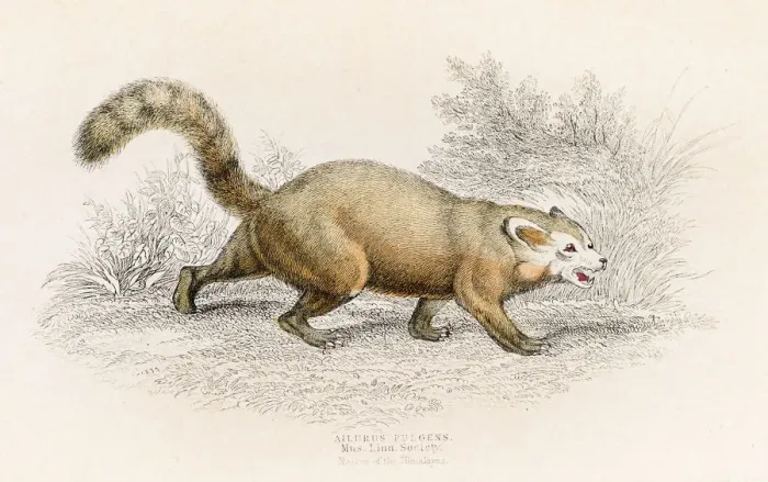 Framed Print : Red panda engraving 1855