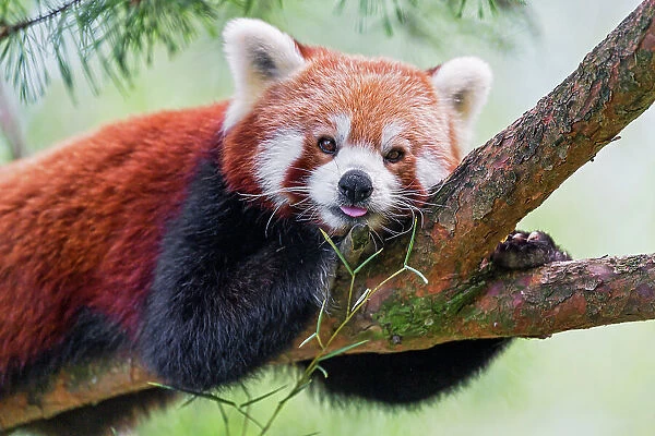 Red panda posing well on a branch