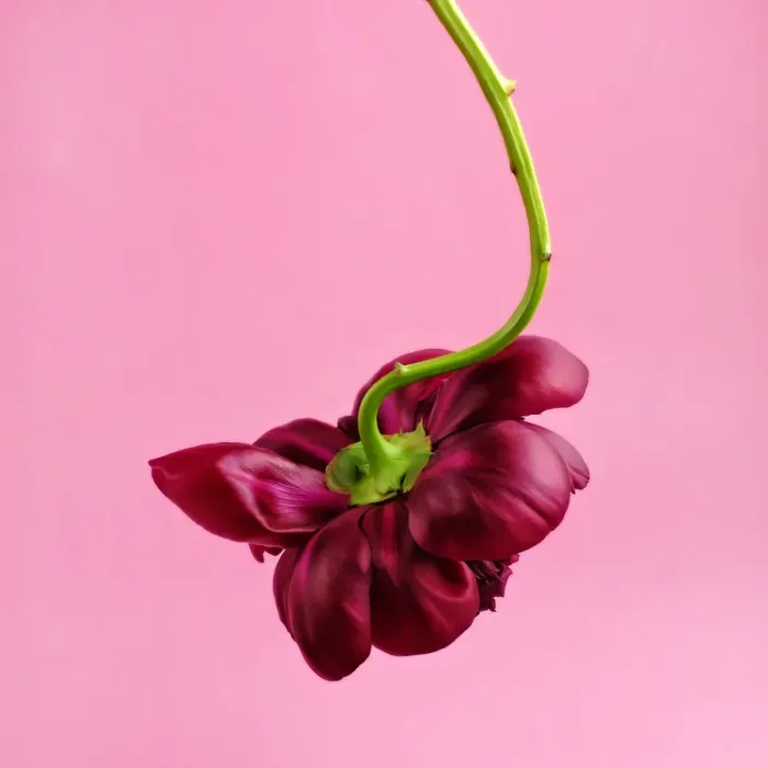 Framed Print : Red Peony Flower on Pink Background