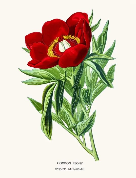 Framed Print : Red peony. Photo of an original Fine Lithograph Framed Print : Red peony. Photo of an original Fine Lithograph