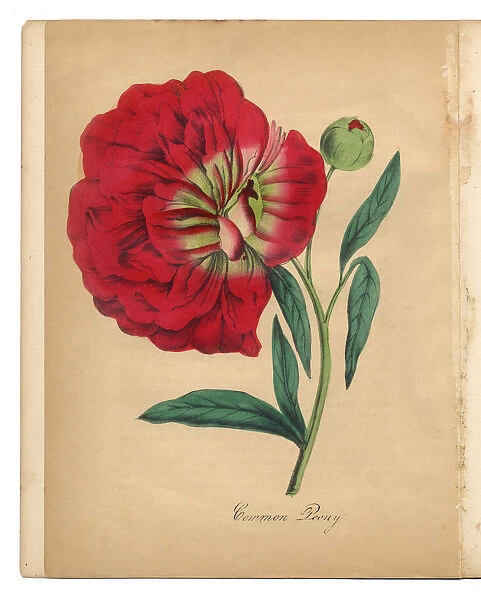 Red Peony Victorian Botanical Illustration