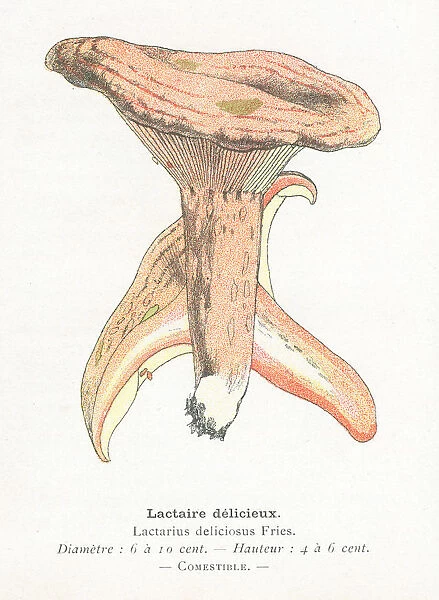 Red pine mushroom engraving 1895