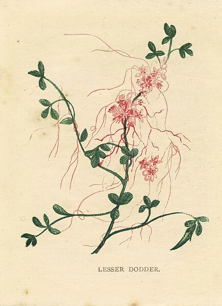 Red pink lesser dodder wildflower Victorian botanical illustration by Anne Pratt