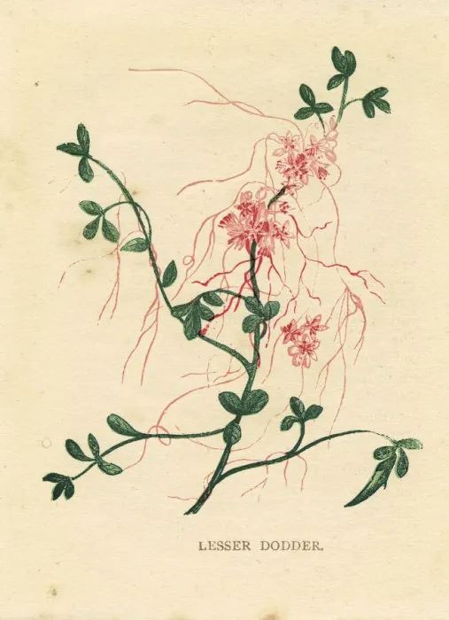 Framed Print : Red pink lesser dodder wildflower Victorian botanical illustration by Anne Pratt Framed Print : Red pink lesser dodder wildflower Victorian botanical illustration by Anne Pratt