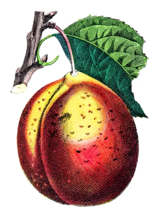 Framed Print : Red plum illustration 1853