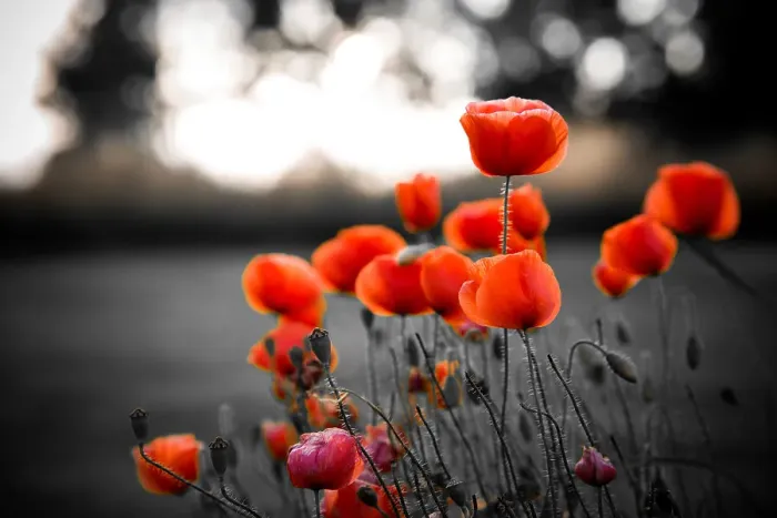 Framed Print : Red poppies against black and white background Framed Print : Red poppies against black and white background