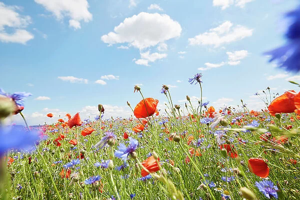 Red poppies and cornflowers on wild flower meadow against blue sky