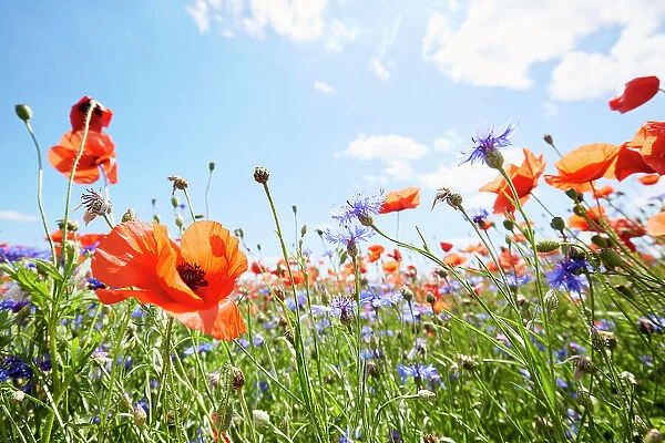 Red poppies and cornflowers on wild flower meadow against blue sky and sun