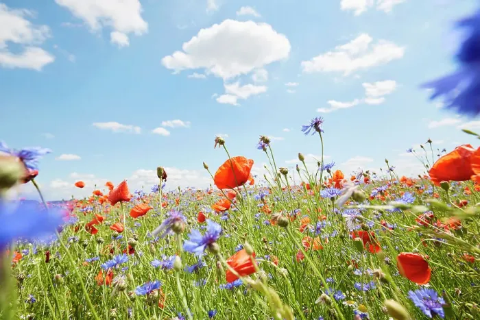 Framed Print : Red poppies and cornflowers on wild flower meadow against blue sky Framed Print : Red poppies and cornflowers on wild flower meadow against blue sky