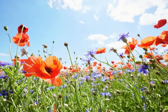 Framed Print : Red poppies and cornflowers on wild flower meadow against blue sky and sun