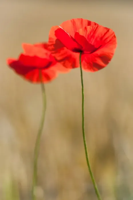 Framed Print : Two red poppies in a wheat field in summer Framed Print : Two red poppies in a wheat field in summer