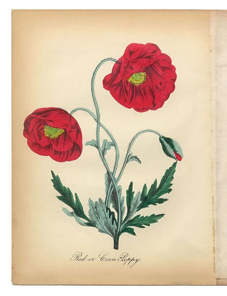 Red Poppy and Corn Poppy Victorian Botanical Illustration