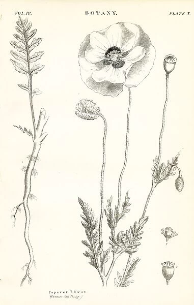 Red poppy engraving 1877