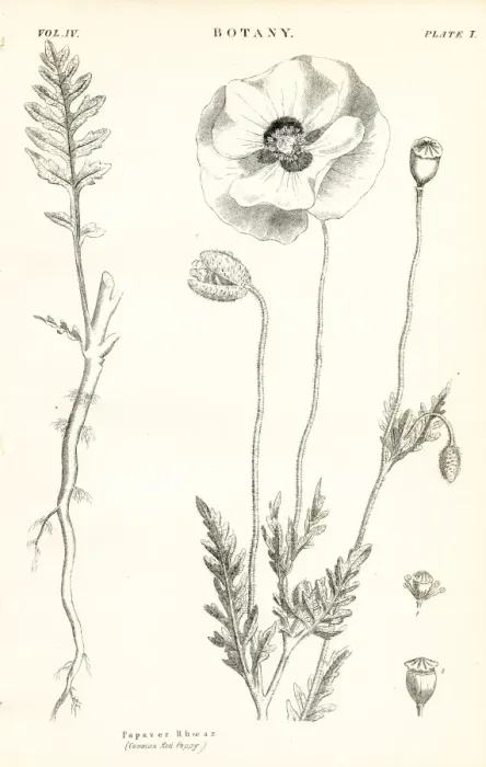 Framed Print : Red poppy engraving 1877 Framed Print : Red poppy engraving 1877