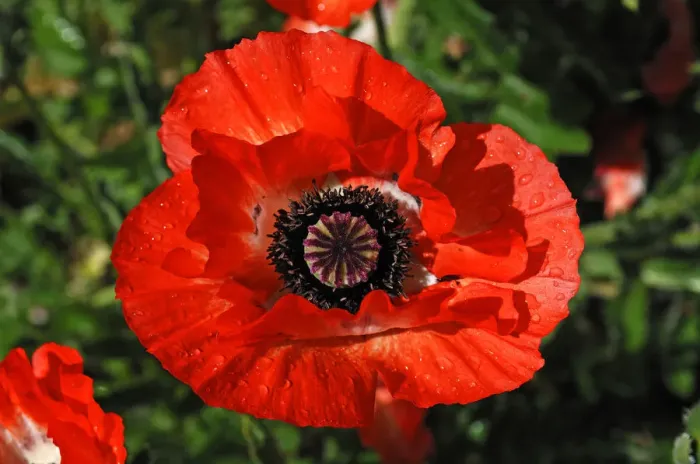 Framed Print : Red poppy, Oriental poppy -Papaver orientale- with rain drops Framed Print : Red poppy, Oriental poppy -Papaver orientale- with rain drops
