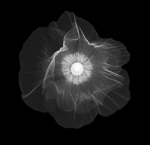 Red poppy (Papaver rhoeas), X-ray