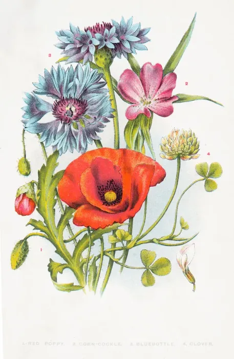 Framed Print : Red poppy and other wild flowers Framed Print : Red poppy and other wild flowers