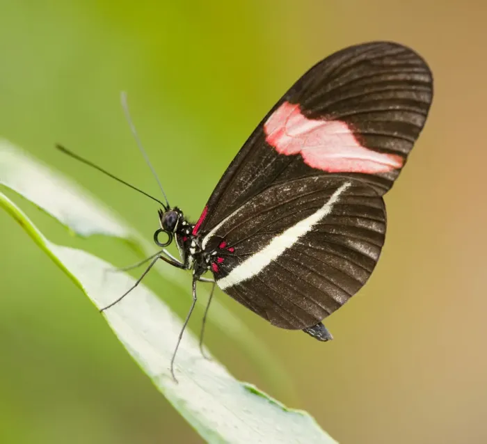 Framed Print : Red Postman butterfly -Heliconius erato-, captive, Thuringia, Germany