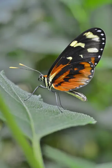 Framed Print : Red Postman -Heliconius erato-, native to Brazil, butterfly house, Forgaria nel Friuli, Udine province, Italy