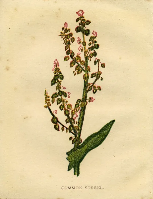 Framed Print : Red purple wildflower common sorrel Victorian botanical illustration by Anne Pratt Framed Print : Red purple wildflower common sorrel Victorian botanical illustration by Anne Pratt