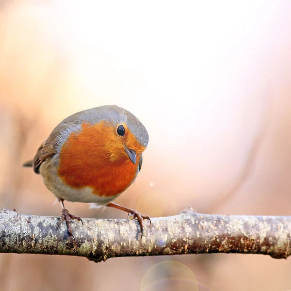Red robin (or: redbreast) perching on a branch