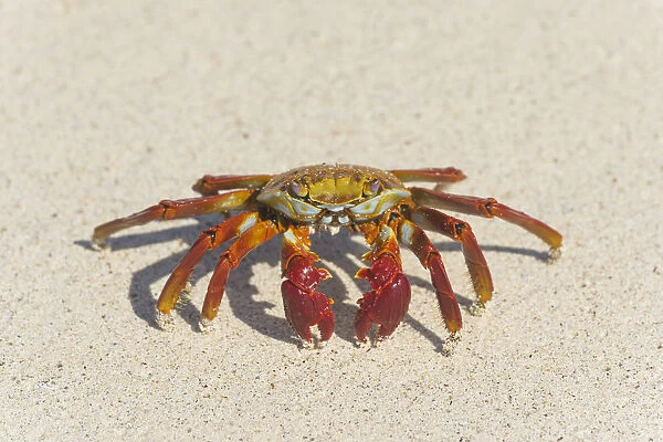 Red Rock Crab -Grapsus grapsus-, San Cristobal Island, Galapagos Islands, Ecuador
