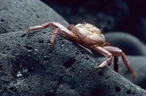 Red Rock Crab (Grapsus grapsus)