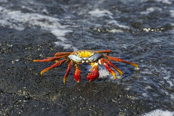 Red Rock Crab -Grapsus grapsus- on a rock in the surf, San Cristobal Island, Galapagos Islands, Ecuador