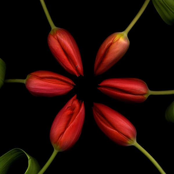 Red Rondo. Red flowers made by flowers