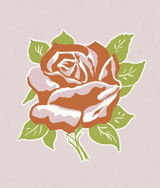 Red Rose. http: /  / csaimages.com / images / istockprofile / csa_vector_dsp.jpg