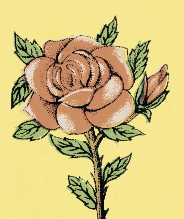 Framed Print : Red Rose. http: / / csaimages.com / images / istockprofile / csa_vector_dsp.jpg Framed Print : Red Rose. http: / / csaimages.com / images / istockprofile / csa_vector_dsp.jpg