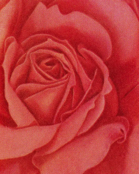 Framed Print : Red Rose Framed Print : Red Rose