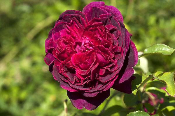 Red Rose flower -Rosa Heathcliff-