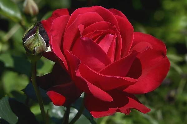 Red Rose -Rosa sp. -, flower, Moriani, Corsica, France, Europe